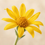 Arnica Montana
